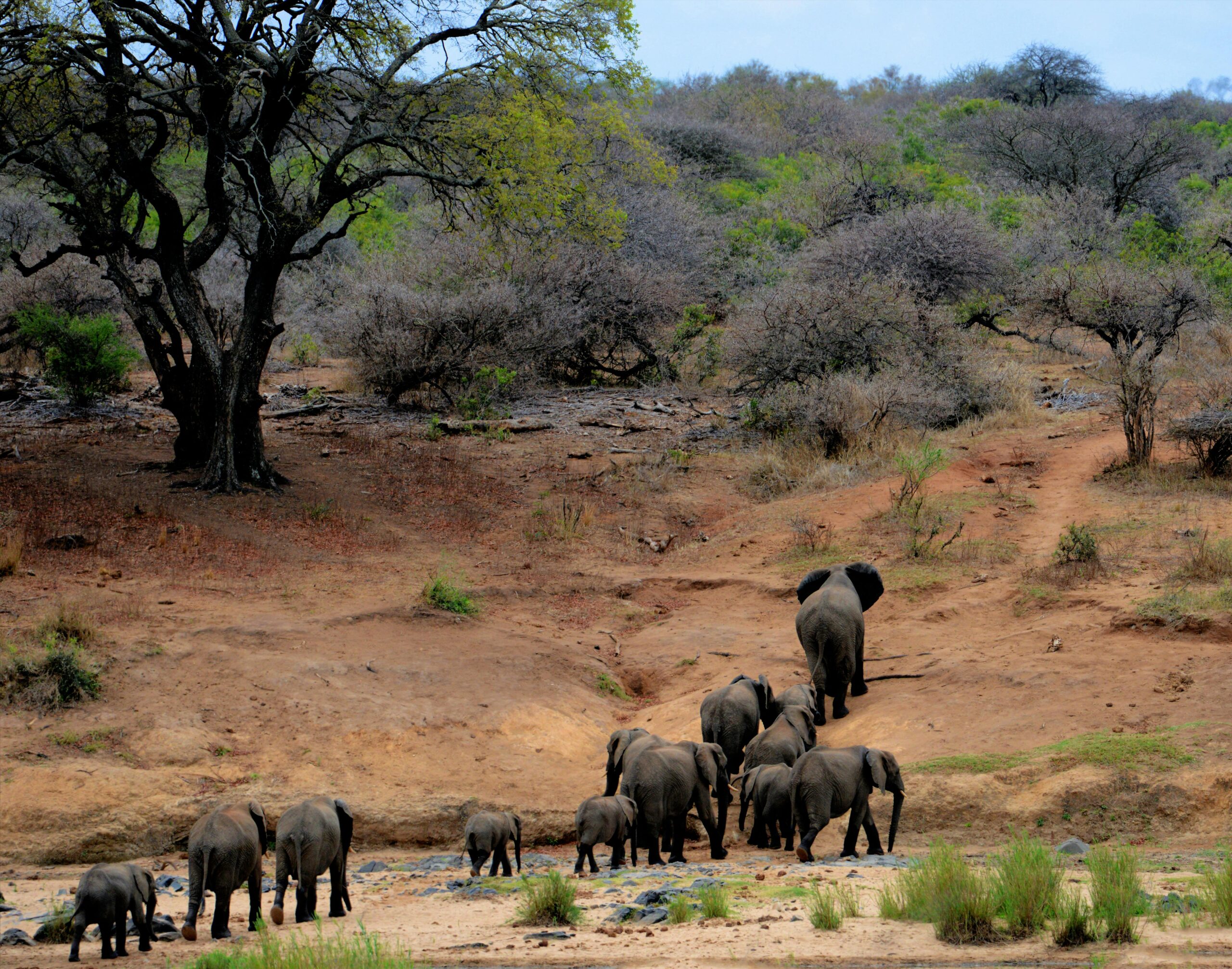 Safari Adventures in Kenya: Wildlife Photography Paradise